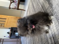 Pomeranian 2 aylık erkek yavru