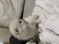 2 aylık pomeranian yavrular kaliteli