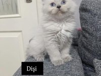 BRITISH LONGHAIR YAVRULARIM 