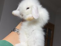 HOLLANDA LOP TAVŞANI YAVRULARIMIZ
