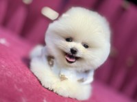 Miço Irk garantili pomeranian