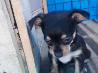 Yavru pinscher köpekler