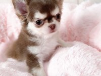 AŞILI KARNELİ TEACUP CHİHUAHUA YAVRULARIMIZ
