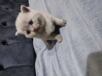 Ev safkan british shorthair yavrular