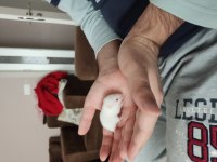 Tatlı Hamster Yavrucuklar Çok Tatlılar