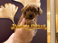 Sevimli Irk Red Toy Poodle