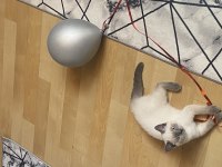 1 yaşında blue point british shorthair