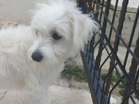 5 aylık yavru maltipoo