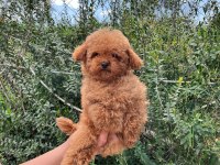 Yavru poodle ırk garantili