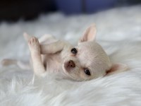 Elma Kafa Mini Xs Chihuahua Bebeklerimiz