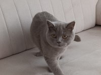 Ücretsiz sahiplendirme