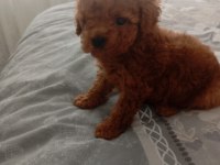 Core poodle