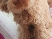 Poodle cinsi köpeğim