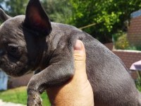 Teslime hazır harika yavrular french bulldog