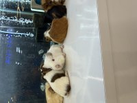 GİNEPİG YAVRULARI CİTYPETSHOP