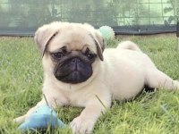 Pug Safkan Köpeğimiz