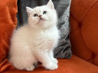 British shorthair point dişi