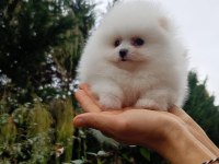 Köpeğimiz büyümeyen 0 numara teacup safkan dişi