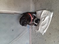 Erkek pug siyah