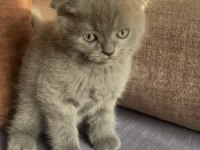 12 Eylül Doğumlu Scottish Fold Yavrular