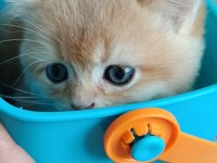 Safkan british shorthair bebeklerimiz