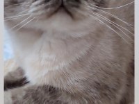 British shorthair blue point