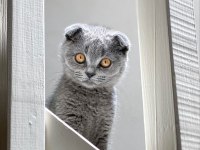 Scottish Fold Aşıları yapıldı Bütün Malzemeleri var