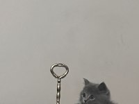 Minik Prenses British Shorthair