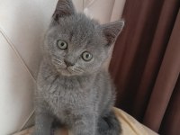 Yavru kedimi sahiplendirmek istiyorum