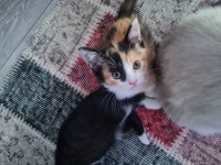 Minnaklarim 2 aylık mama ve kum eğitimleri mevcut