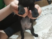 Eğlenceli bebek pug
