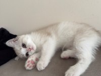 British shorthair 2 aylık dişi