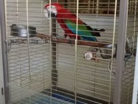 Ara Macaw Papağanı