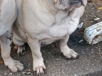 Pug dişi
