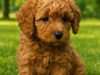 2 aylık poodle sahiplerini bekliyor