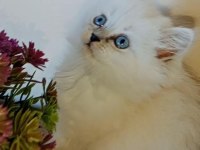 Ballı lokma british silver longhair bebekler