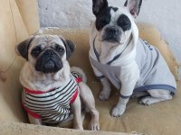 2 yaşında dişi Pug