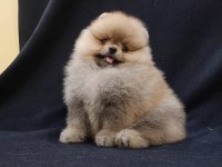 POMERANİAN BOO YAVRULARI