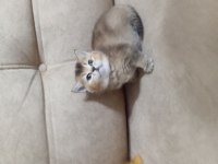 British Shorthair Gold
