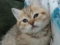 Scottish Fold Yaramazlar