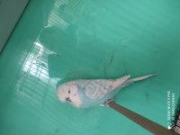 7 aylık erkek Show Jumbo Muhabbet Kuşu