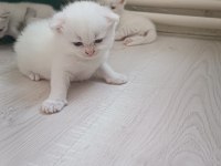 Blue point anne ve scottish fold baba