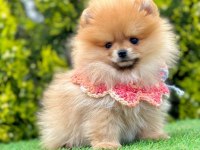 Safkan Pomeranian Boo Bebekler