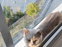 Dört Aylık Çipli Kedimiz