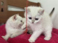 Show kalite goldenpoint british shorthair yavrular
