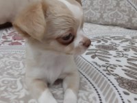 Teacup şivava