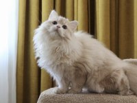 Krem rengi paşa british longhair