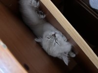 British shorthair silver ny 1133
