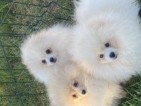 Orjinal Ayı Surat Pomeranian Boo Yavrular