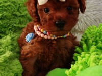 Toy Poodle Yavrular |Sağlık Kontrollü
